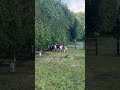Plusieurs poneys miniatures
