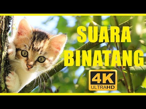 Suara binatang 40 menit | Hewan untuk anak-anak | Hewan indonesia