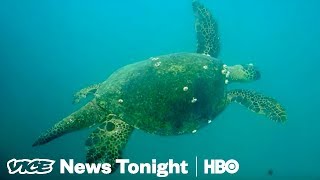 Great Barrier Reef Crisis & Gabby Giffords Fights On: VICE News Tonight Full Episode (HBO)