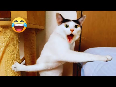 You Laugh You Lose 😂 Funniest Cats and Dogs 2026 😅 Part 3
