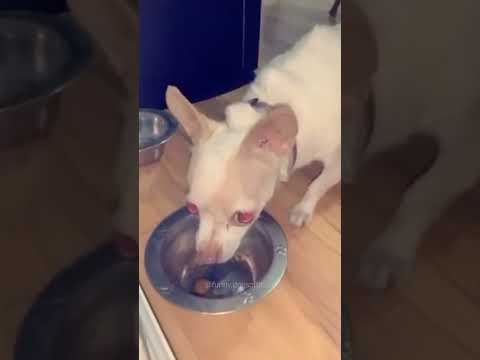 Dogs eat like crazy#dog #funny #hh #funnycats #fyp #dogs #singasong #lyrics #husky #cute #cat