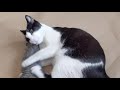 Tuxedo Cat Noodle Kick And Scratch Toy
