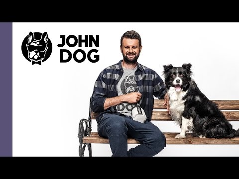 Metoda pozytywna, czyli jak wychować szczęśliwego psa - TRENING PSA - John Dog