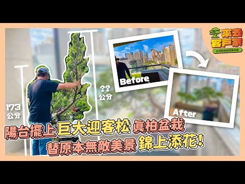 陽台種真柏