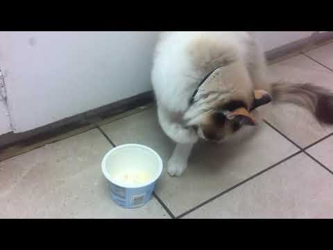 Cat Food Etiquette/Cream Cheese