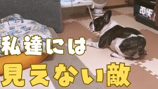 何かと戦うフレブル🐶