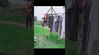 Download lagu Awas Gagal Fokus!!! Dianna Dee Starlight Nangkap Ayam || #Short mp3