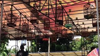 Download lagu Kontes burung cipow di gantangan BNR purwakarta mp3