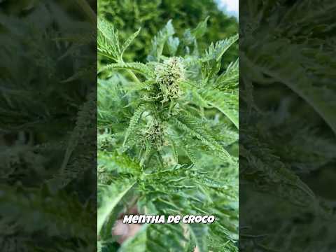 TerpyZ Mutant Genetics - Mentha de Croco