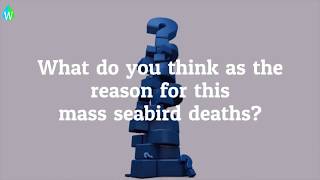 Mass seabird death mystery on Dutch beaches | Guillemots | North Sea beaches | Waterpedia
