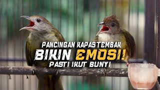 Download lagu PANCINGAN KAPAS TEMBAK BIKIN EMOSI!! | KAPAS TEMBAK GACOR! mp3 Download lagu PANCINGAN KAPAS TEMBAK BIKIN EMOSI!! | KAPAS TEMBAK GACOR! mp3