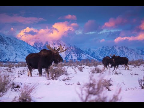 Introducing Yellowstone & Grand Teton National Parks