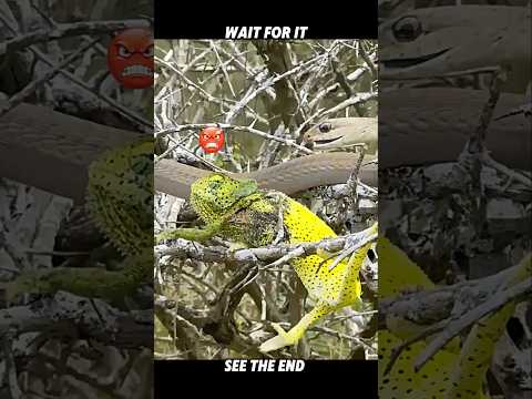 Snakes Hunt Chameleons… But This One Never Gave Up #trending #animals #snake #chameleon #wildlife