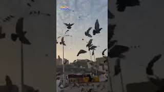 Download lagu Asyik Bermain Jinak-jinak Merpati #shots #burung #bird #merpati #animals mp3