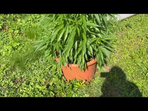 Kimbo Kush Update #1 🌱 Mein erster Steckling Outdoor | The Jungle Growshop Store Dortmund
