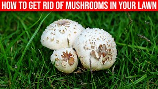 How To Get Rid Of Mushrooms In Your Lawn