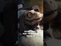 Rexy Jw Kill Count Edit Shorts Jurassicworld Jurassicpark