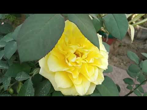 our very very beautiful garden