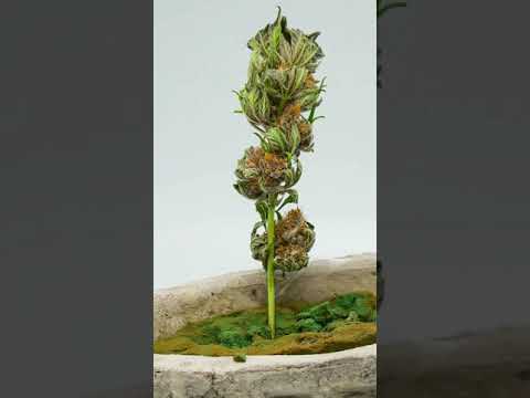 Cannabis dry time lapse Pink Kush