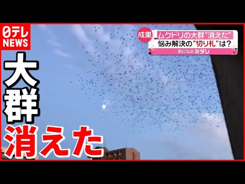 庭からムクドリを追いかけると、食べ物が引き寄せられるヒントが得られる