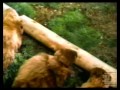 Doritos Life Without Beavers Commercial 1998
