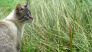 (Sylvie's) Animal Collective - The Softest Voice