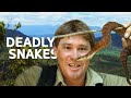 Steve Irwin Finds The Ten Deadliest Snakes In The World Wildlife Documentary
