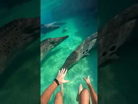 Waterslide into pool full of giant fish #funny #memes