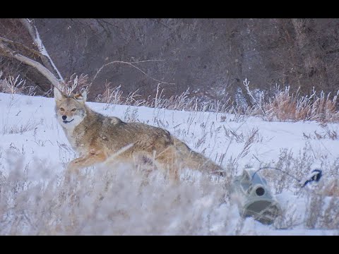 30 Coyotes Down With The 22-250 Suppressed.  (EPIC 4K KILL FOOTAGE)