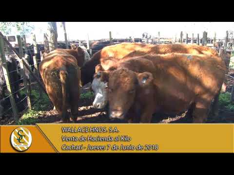 07-06-18 Venta de Hacienda al Kilo - Wallace Hnos S.A. - Cacharí.