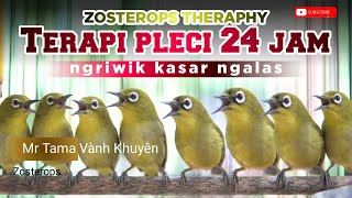 Download lagu 🔴 TERAPI KOLONI PLECI BIKIN CEPAT GACOR DAN NGALAS 24 JAM mp3