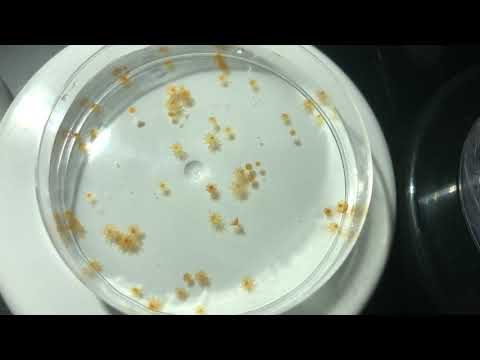 Jellyfish ephyra 1-7 days old