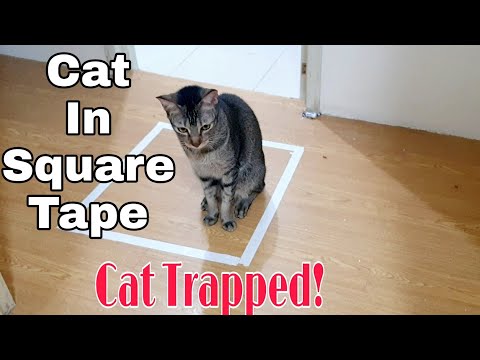 How To Trap a Cat in a Square || Cat Trap Experiment ||CatsLifePh