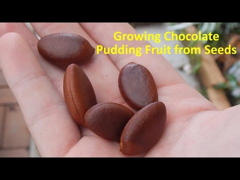 image-How long does it take for black sapote to fruit?