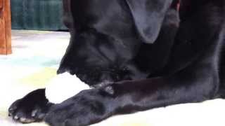 寿限無クンのおしゃぶり