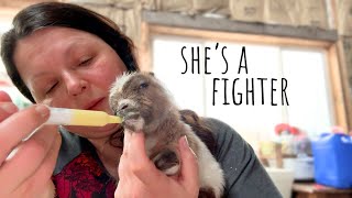 Teeny Tiny Goat Struggles to Survive - Triumph and Loss on Alaska Homestead