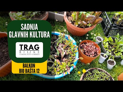 PLANTING MAIN CULTURES IN POTS - BALCONY BIOGARDEN  12 (2022) [TRACE OF THE PLANT]