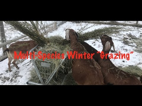 How we're using multi-species leader follower "Grazing" in the Winter: ABC acres- episode #117