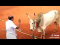 Jallikattu Jallikattu Kalai Veeratamilan Jallikattu Edited Video Jallikattu Whatsapp Status