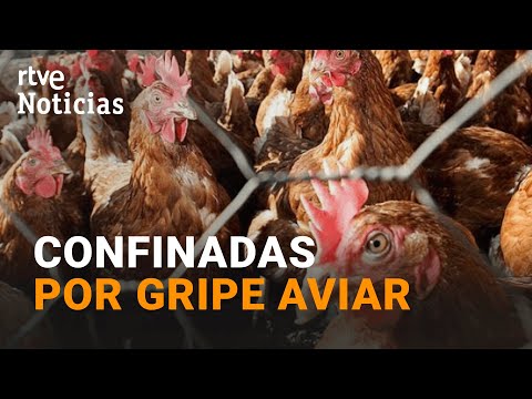 Grip aviària: L'augment del risc obliga a prohibir la cria d'aviram a l'aire lliure