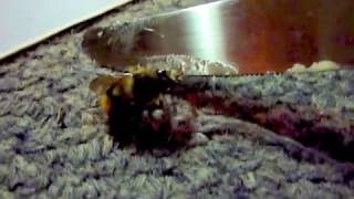 Hungry Honey Bee