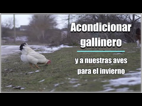 , title : 'Acondicionar nuestro gallinero y aves para invierno  #canarios #aves #pajaros #gallinas #gallos'