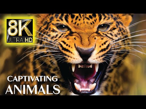 Captivating Animal in 8K ULTRA HD (60fps) - Best Beautiful animal with Real Sounds & Relaxing Nature
