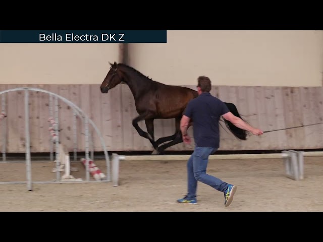 Electra van't Roosakker line