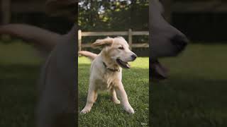 Running Retriever Cinematic Video AI Prompt