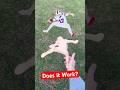Throwing a Josh Allen Shaped Real Boomerangs #bills #boomerangs #buffalo #nfl