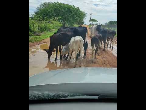 Biah Reis interpreta: O último adeus de um vaqueiro de: Amado Edilson #biah #piseiro