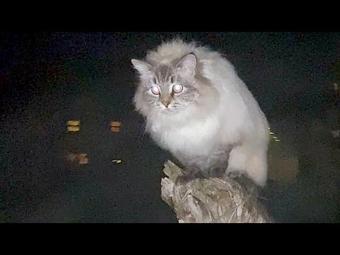 Siberian Forest Cat playing in Snow and Rain in Vermont