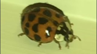 how to GET RID of Lady beetles 🐞  in your house
