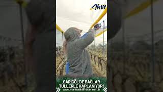 Sarıgöl'de bağlar tüllerle kaplanıyor!